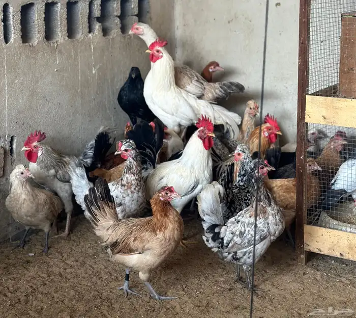 دجاج وديوك 1