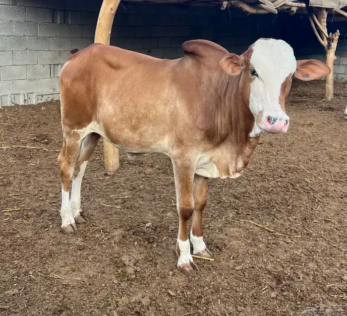 عجل بلدي - حسيل 0