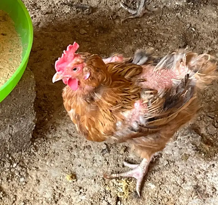 دجاج بياض فرنسي احجام كبيره 7