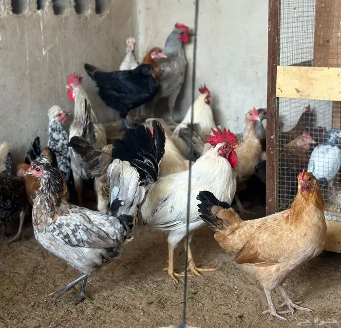 دجاج وديوك 0