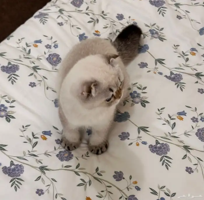 سكوتش فولد هملايا -ذكر 2