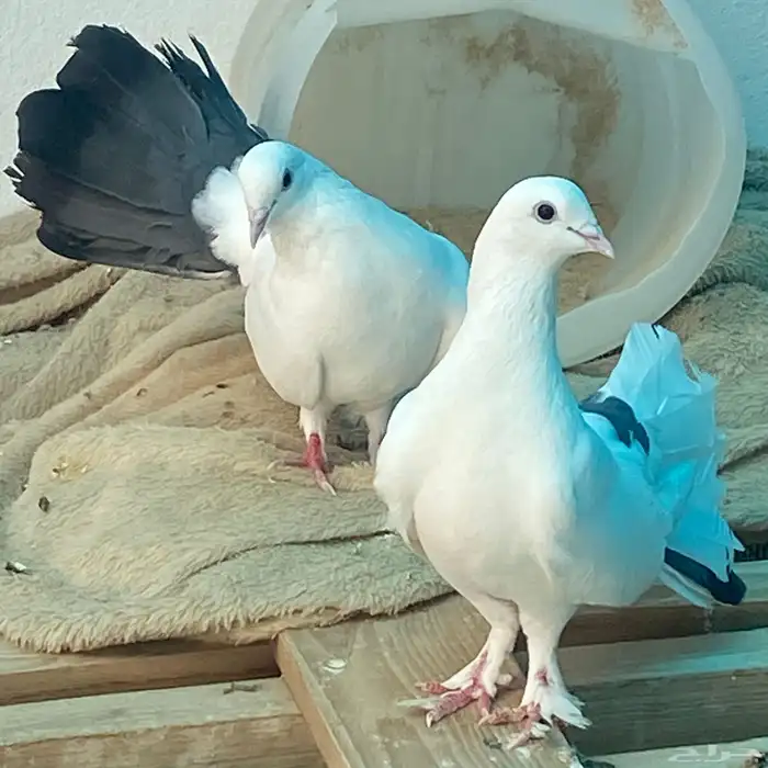 حمام رقاص للبيع زوج 0