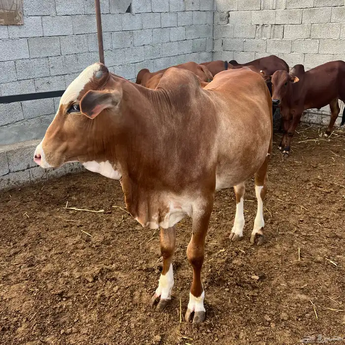 عجل بلدي - حسيل 2