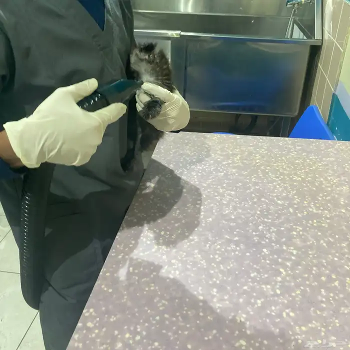 أنثى شيرازيه للبيع مع كامل اغراضها 4