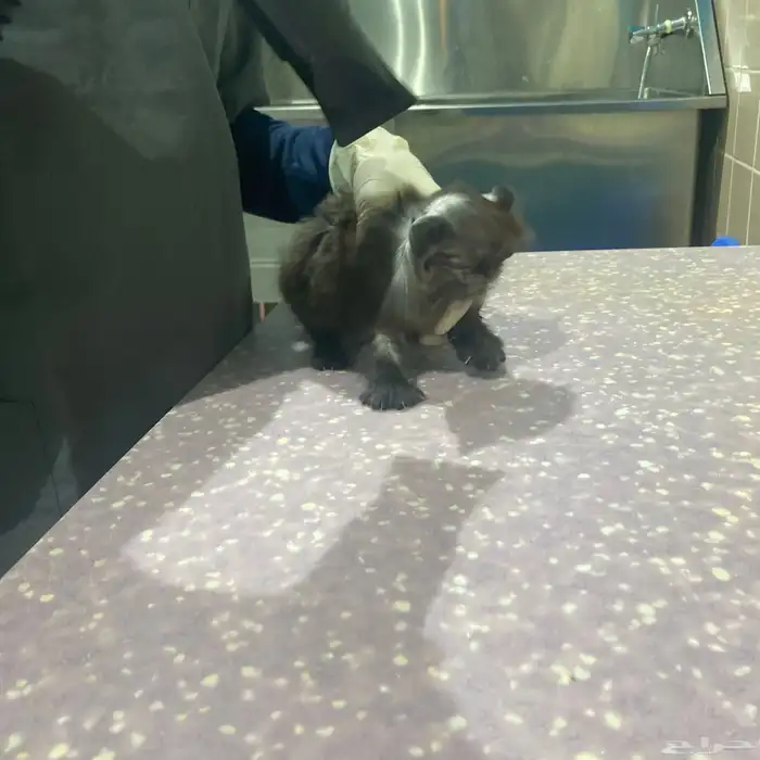 أنثى شيرازيه للبيع مع كامل اغراضها 4