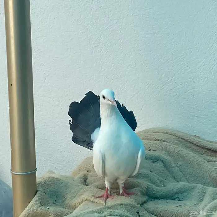 حمام رقاص للبيع زوج 1