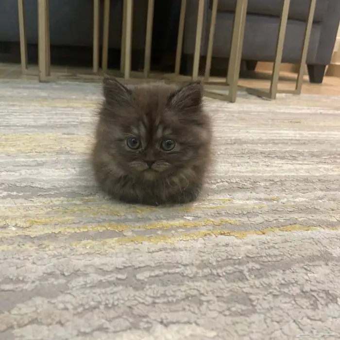 أنثى شيرازيه للبيع مع كامل اغراضها 0