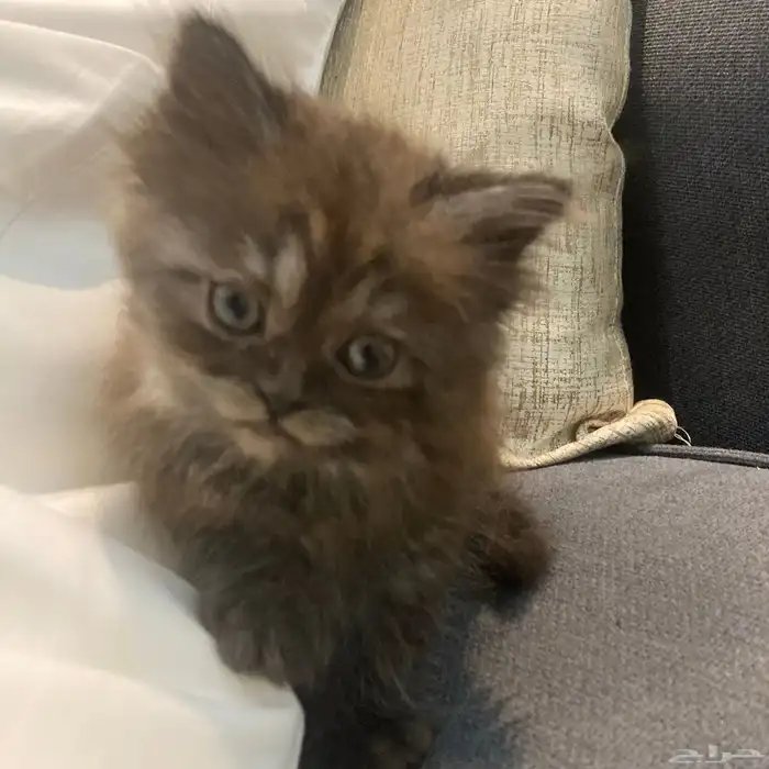 أنثى شيرازيه للبيع مع كامل اغراضها 2