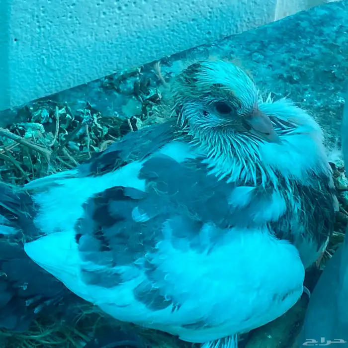 حمام رقاص للبيع زوج 6