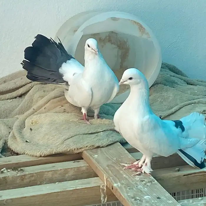 حمام رقاص للبيع زوج 3