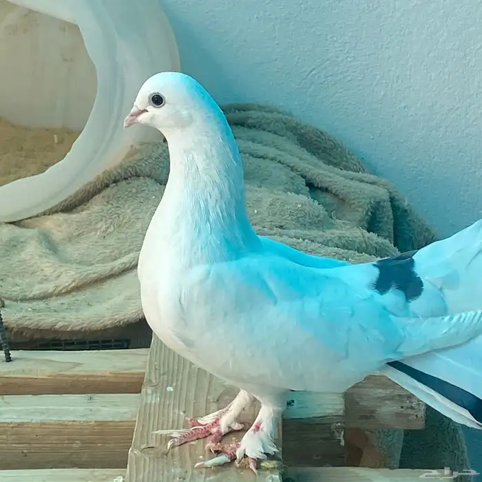 حمام رقاص للبيع زوج 2