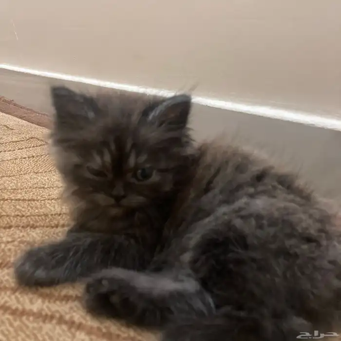 أنثى شيرازيه للبيع مع كامل اغراضها 5