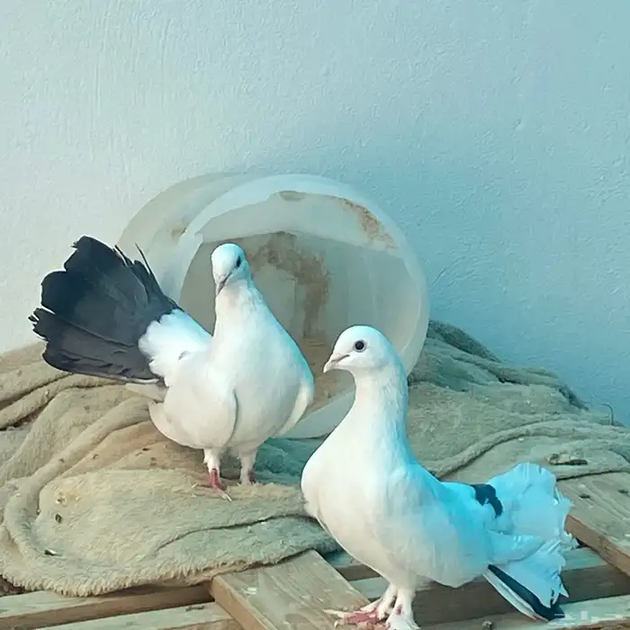 حمام رقاص للبيع زوج 4