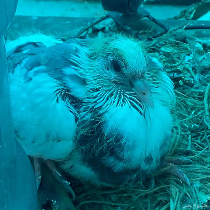 حمام رقاص للبيع زوج 7