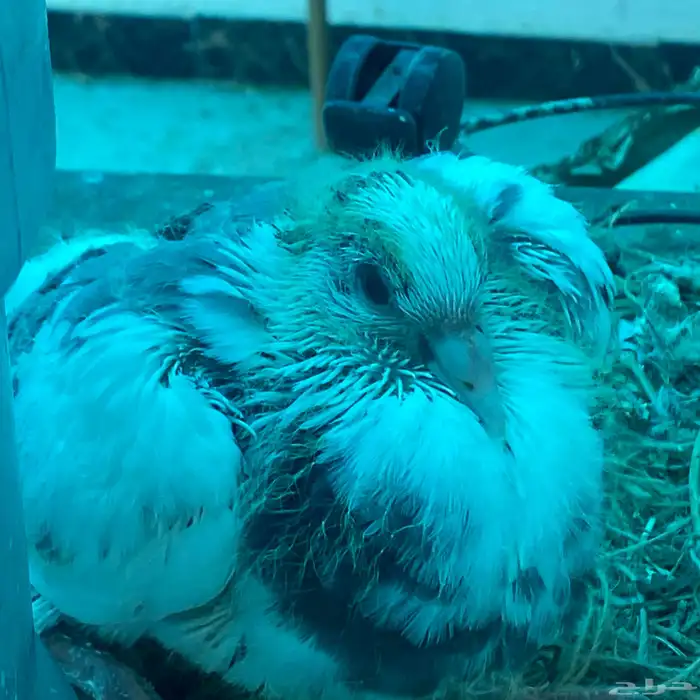 حمام رقاص للبيع زوج 5