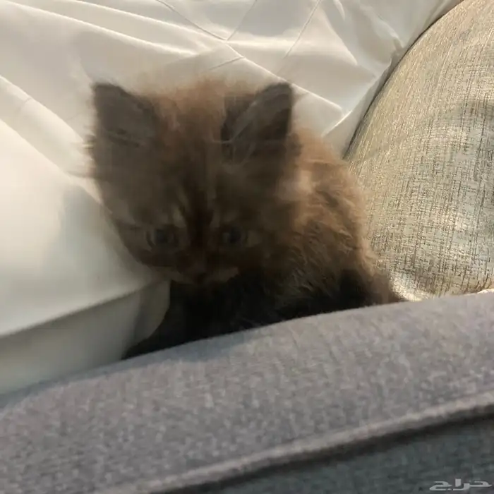 أنثى شيرازيه للبيع مع كامل اغراضها 1