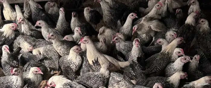 للبيع دجاج فيومي 3