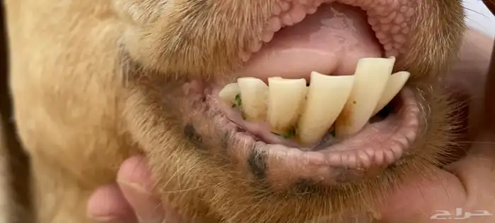 عنز عارضية صفراء خصم صنف 4