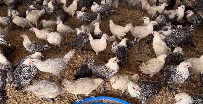 للبيع دجاج فيومي 6