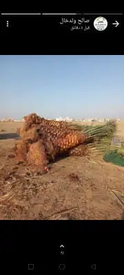 نخل للبيع نجران 2