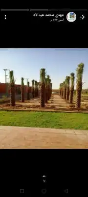 نخل للبيع نجران 3