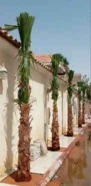 نخل وتشنطن 9