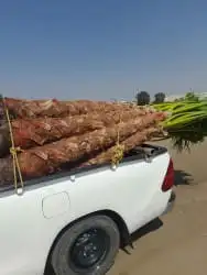 نخل للبيع نجران 5