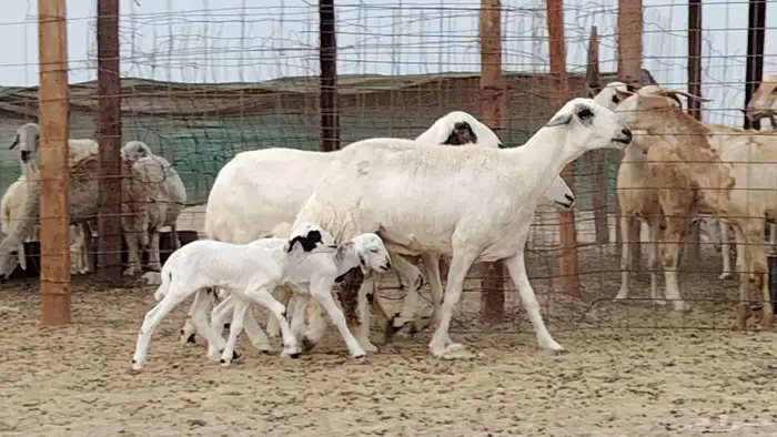 غنم خلفات للبيع العدد 3 تحتها 3 5