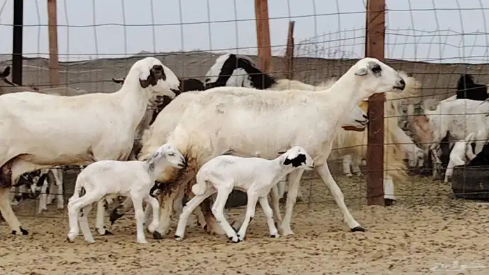 غنم خلفات للبيع العدد 3 تحتها 3 1