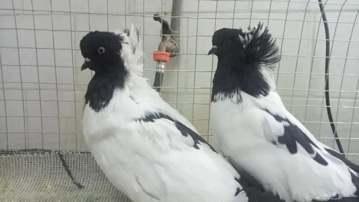 للبيع زوج سوداني فاخر 3