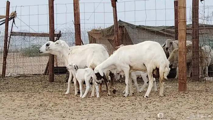 غنم خلفات للبيع العدد 3 تحتها 3 8