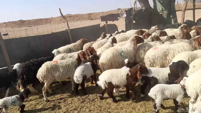 غنم موليده نعيمي 1