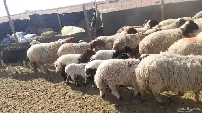 غنم موليده نعيمي 2