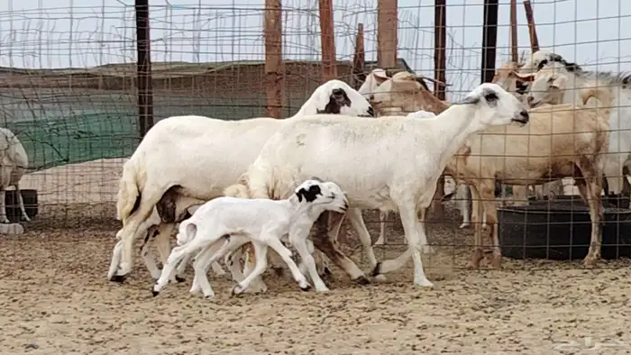 غنم خلفات للبيع العدد 3 تحتها 3 6