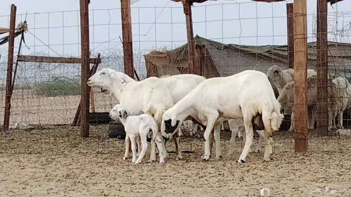 غنم خلفات للبيع العدد 3 تحتها 3 7