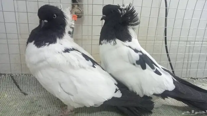 للبيع زوج سوداني فاخر 1