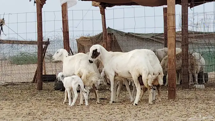 غنم خلفات للبيع العدد 3 تحتها 3 9