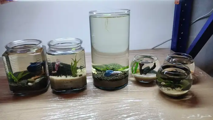 احواض طبيعة لا تحتاج تنضيف 0