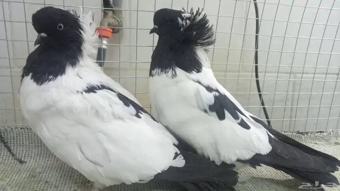 للبيع زوج سوداني فاخر 0