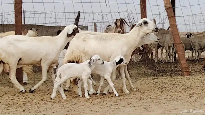 غنم خلفات للبيع العدد 3 تحتها 3 3