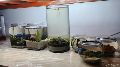 احواض طبيعة لا تحتاج تنضيف index