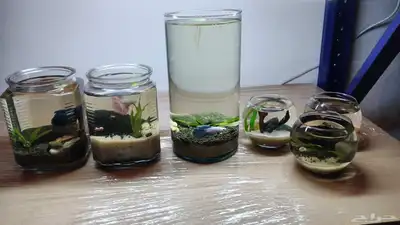 احواض طبيعة لا تحتاج تنضيف index