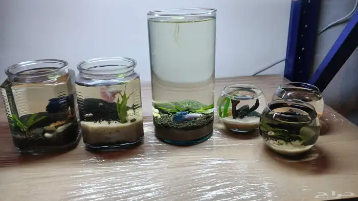 احواض طبيعة لا تحتاج تنضيف 1