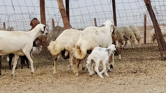 غنم خلفات للبيع العدد 3 تحتها 3 4