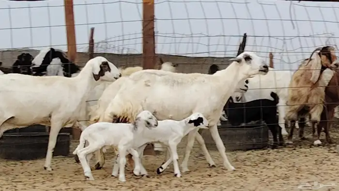 غنم خلفات للبيع العدد 3 تحتها 3 2