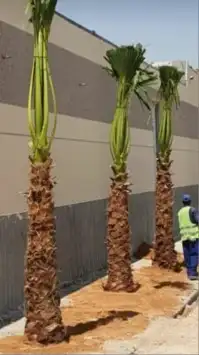 نخل وتشنطن 2