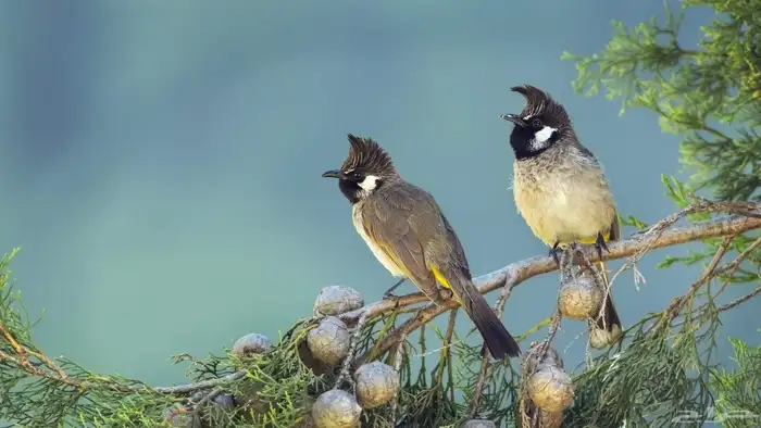 جوز هملايا 950 محلل 0