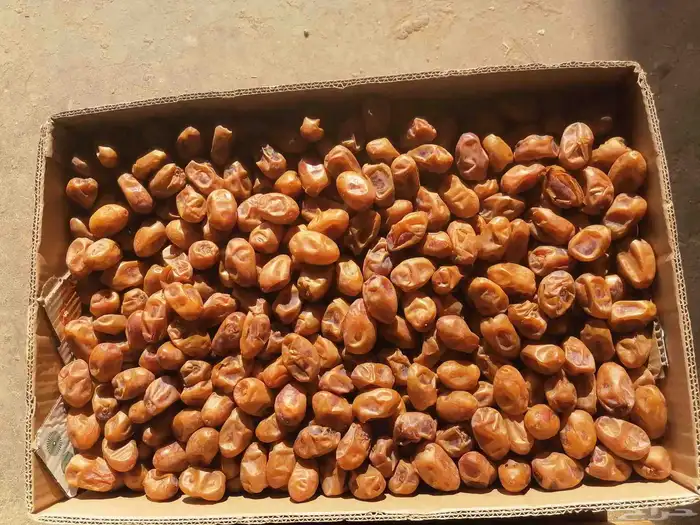 اخلاص جامبو نظيف مقما السومه 20 1