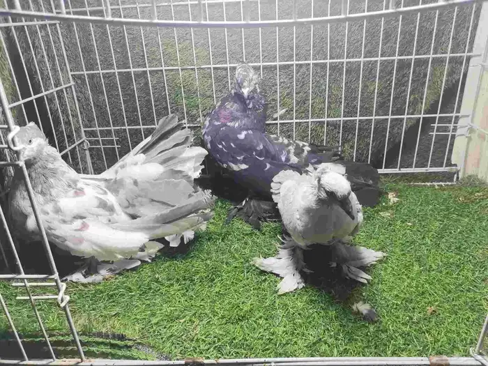 حمام زينه للبيع 18