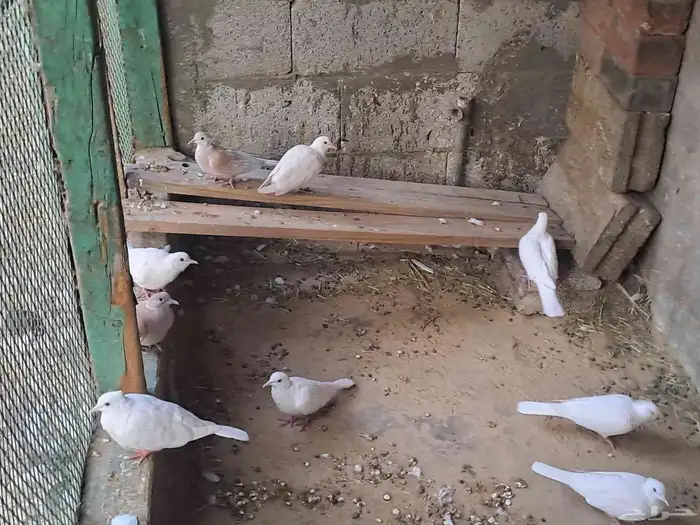 للبيع أو البدل حمام يا كريم 0